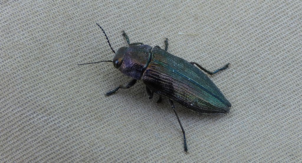 Bogatek wiejski (Buprestis rustica)