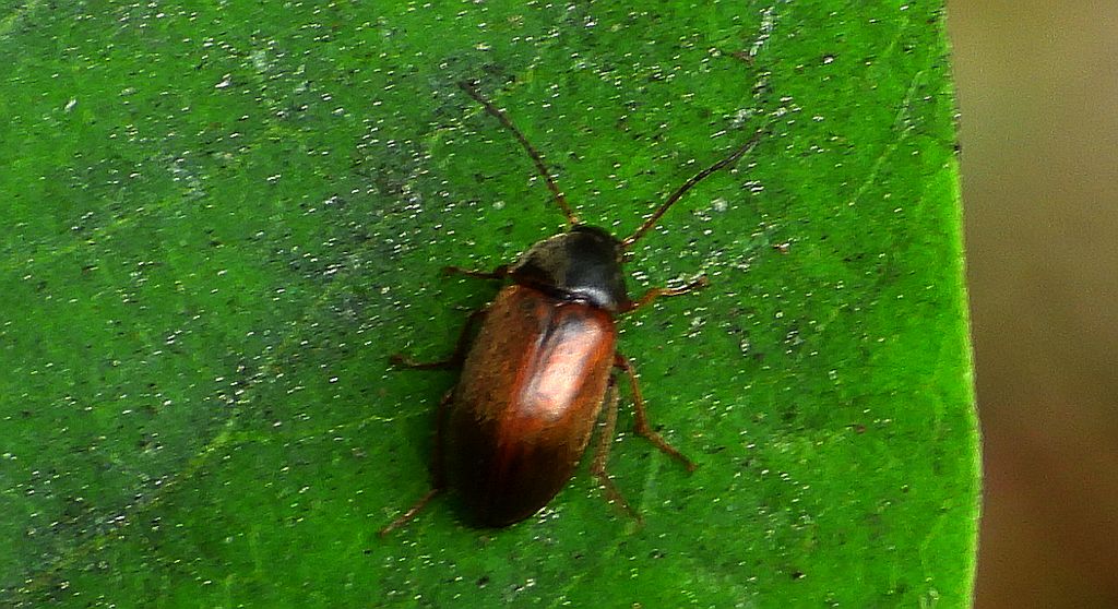 Myszak zmienny (Isomira murina)