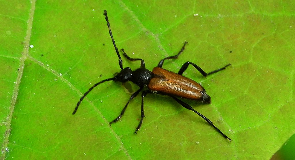 Zmorsznik sosnowy (Anastrangalia sanguinolenta)
