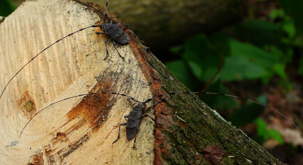 Tycz cieśla (Acanthocinus aedilis)