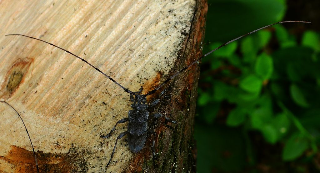 Tycz cieśla (Acanthocinus aedilis)