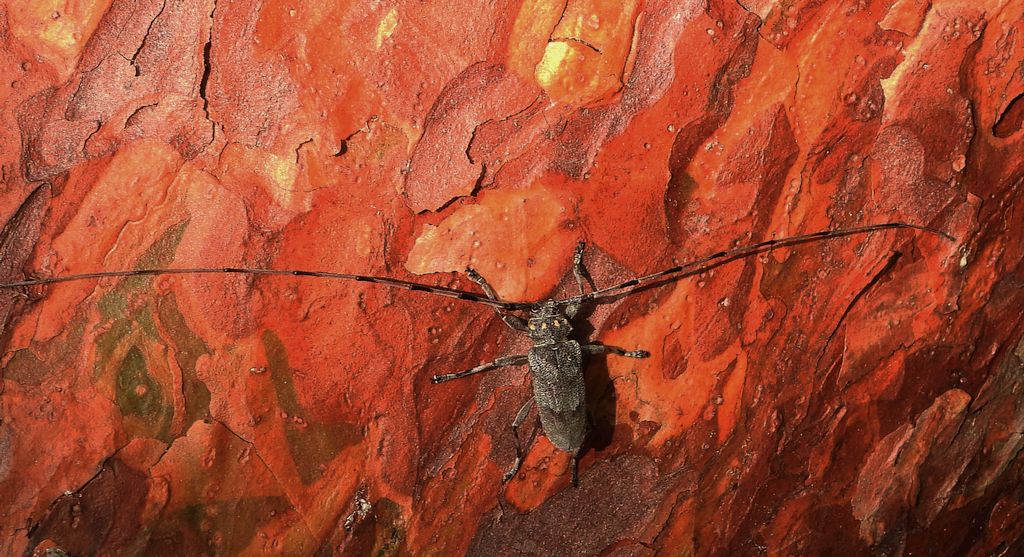 Tycz cieśla (Acanthocinus aedilis)