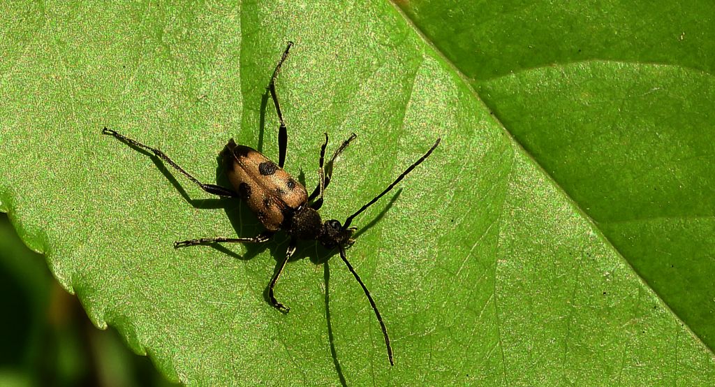 Krępień górski (Judolia cerambyciformis)