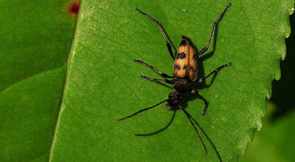 Krępień górski (Judolia cerambyciformis)