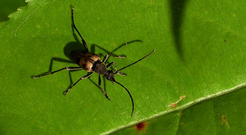 Krępień górski (Judolia cerambyciformis)