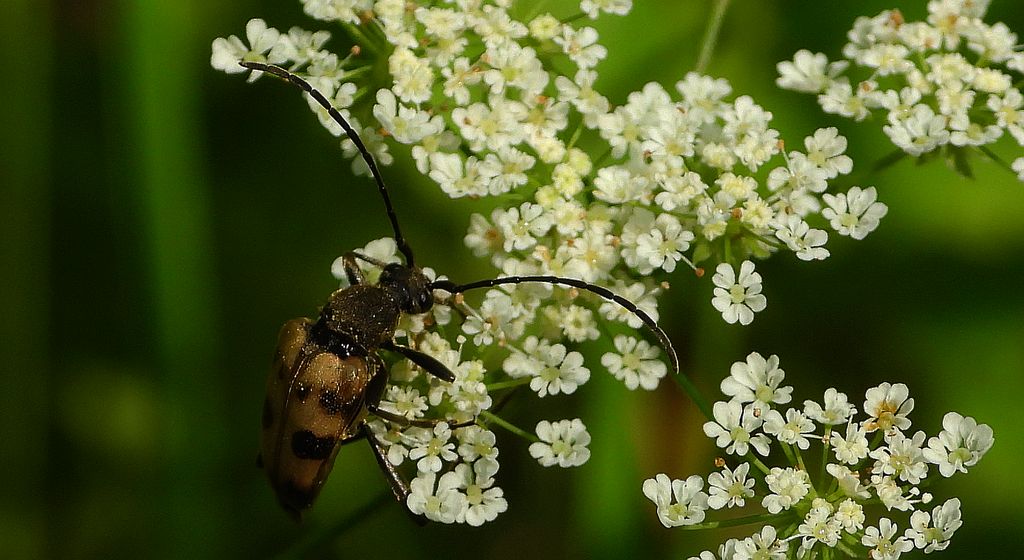 Krępień górski (Judolia cerambyciformis)