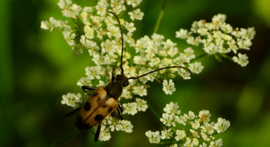 Krępień górski (Judolia cerambyciformis)