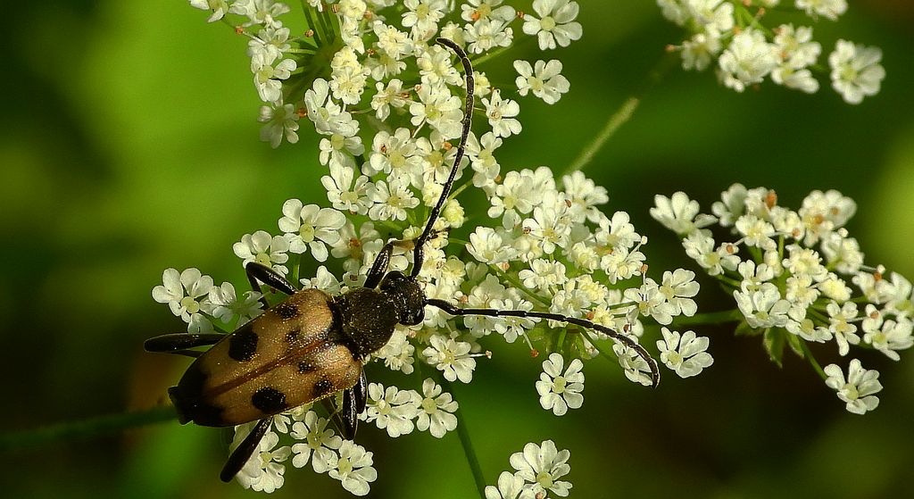 Krępień górski (Judolia cerambyciformis)