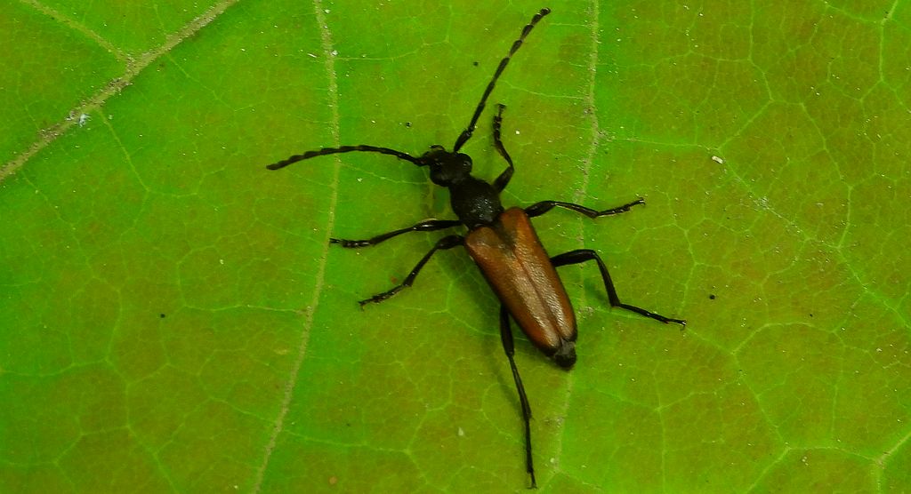 Zmorsznik sosnowy (Anastrangalia sanguinolenta)