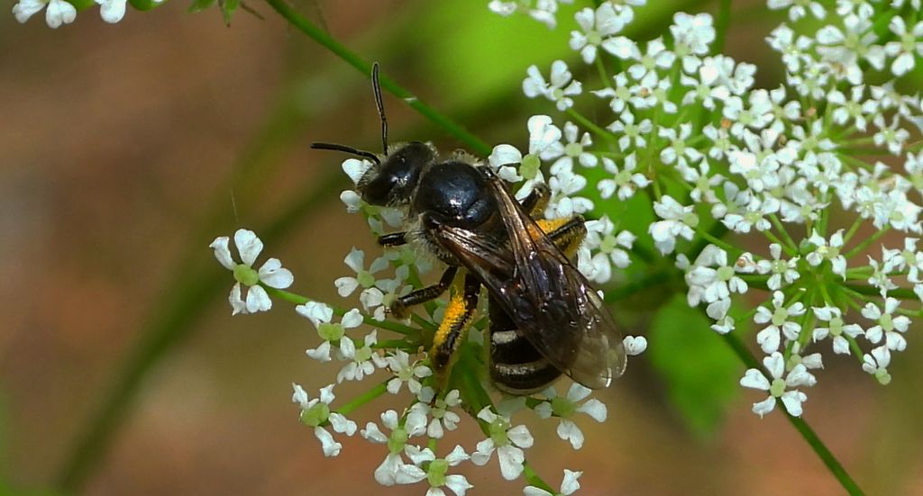 Pszczolinka głogowianka, pszczolinka karliczka (Andrena minutula)
