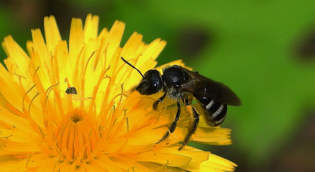 Pszczolinka głogowianka, pszczolinka karliczka (Andrena minutula)