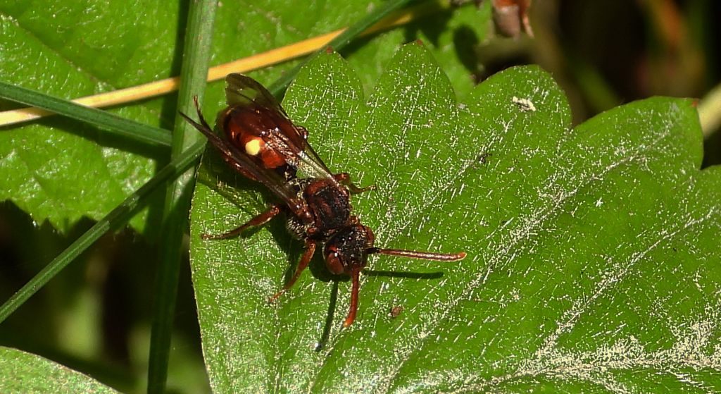 Koczownica tymiankówka (Nomada alboguttata)