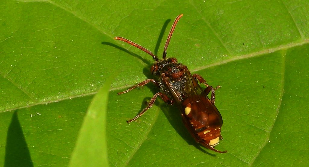 Koczownica tymiankówka (Nomada alboguttata)
