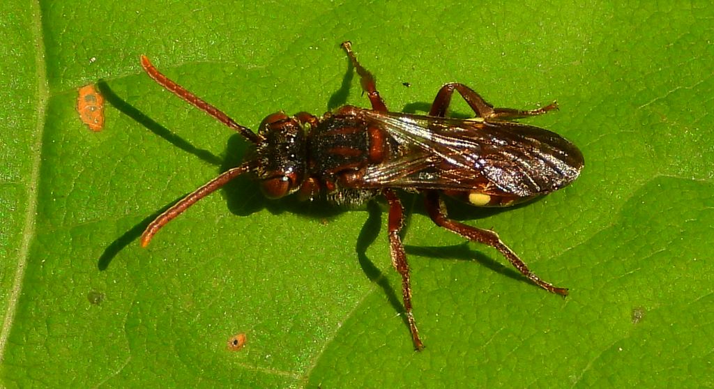 Koczownica tymiankówka (Nomada alboguttata)