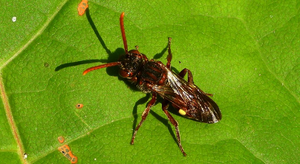 Koczownica tymiankówka (Nomada alboguttata)