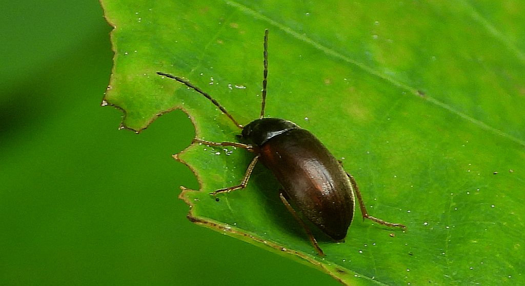 Myszak zmienny (Isomira murina)