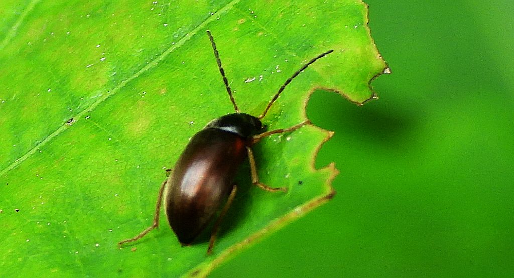 Myszak zmienny (Isomira murina)