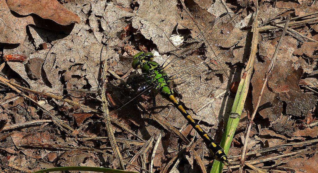 Trzepla zielona (Ophiogomphus cecilia)