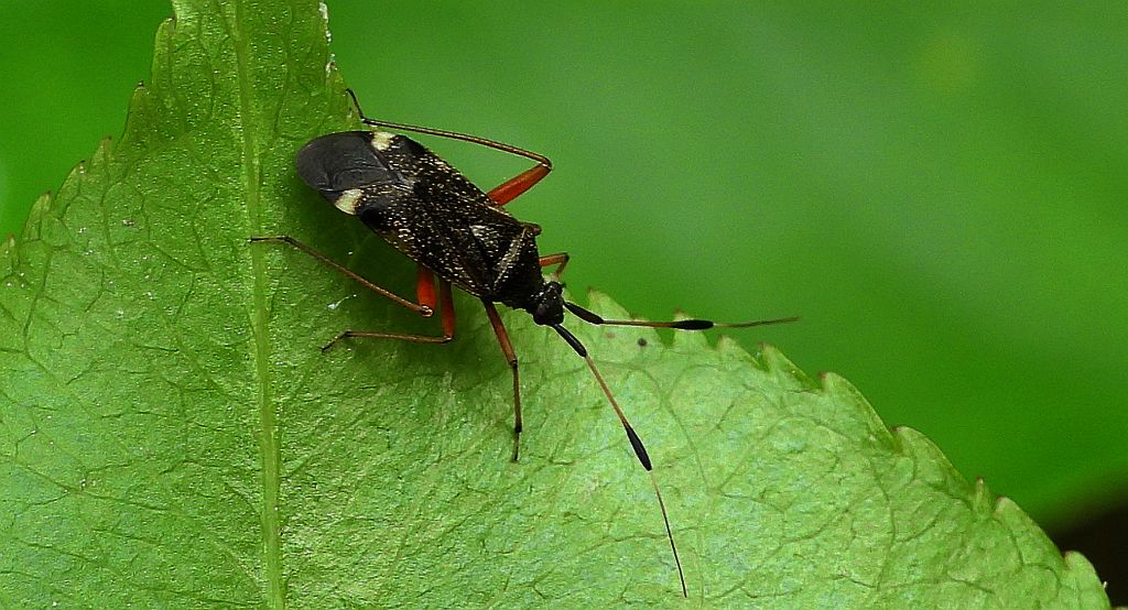 Ładzik byliniak (Closterotomus biclavatus)
