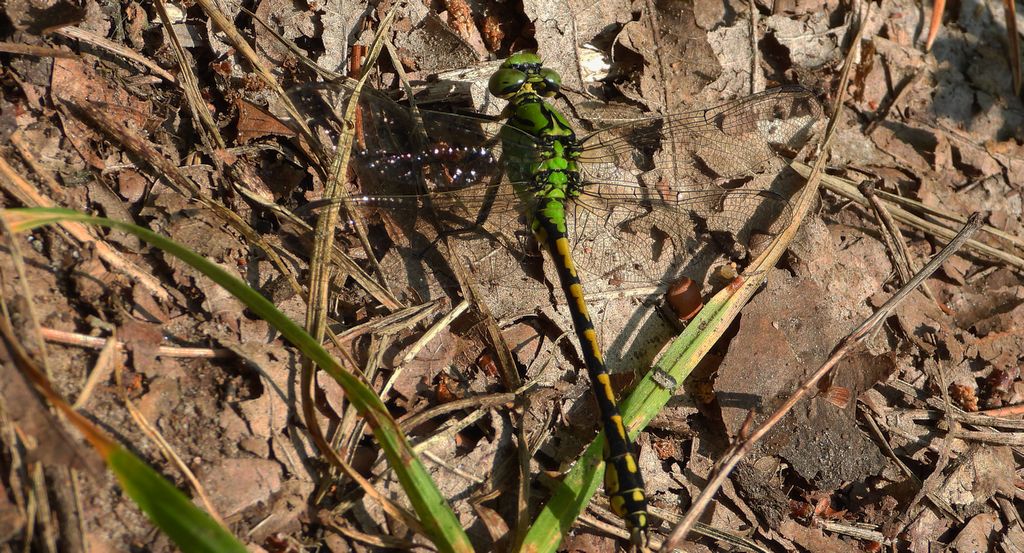 Trzepla zielona (Ophiogomphus cecilia)