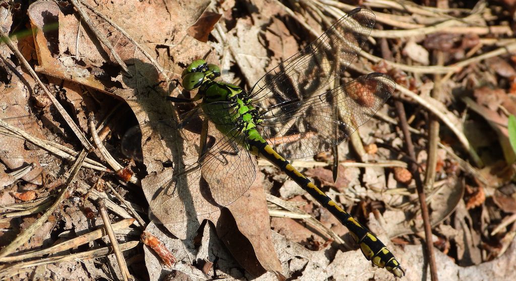 Trzepla zielona (Ophiogomphus cecilia)