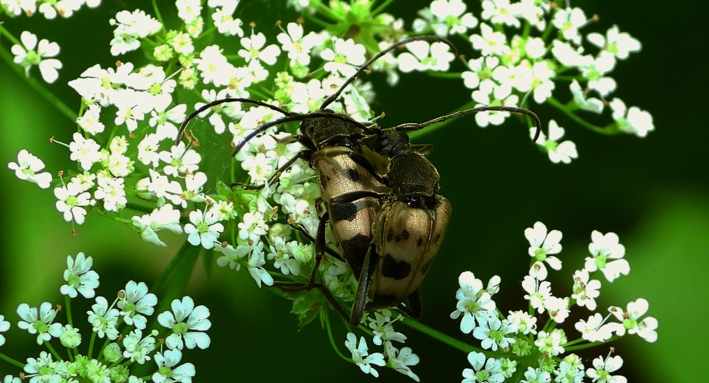 Krępień górski (Judolia cerambyciformis)