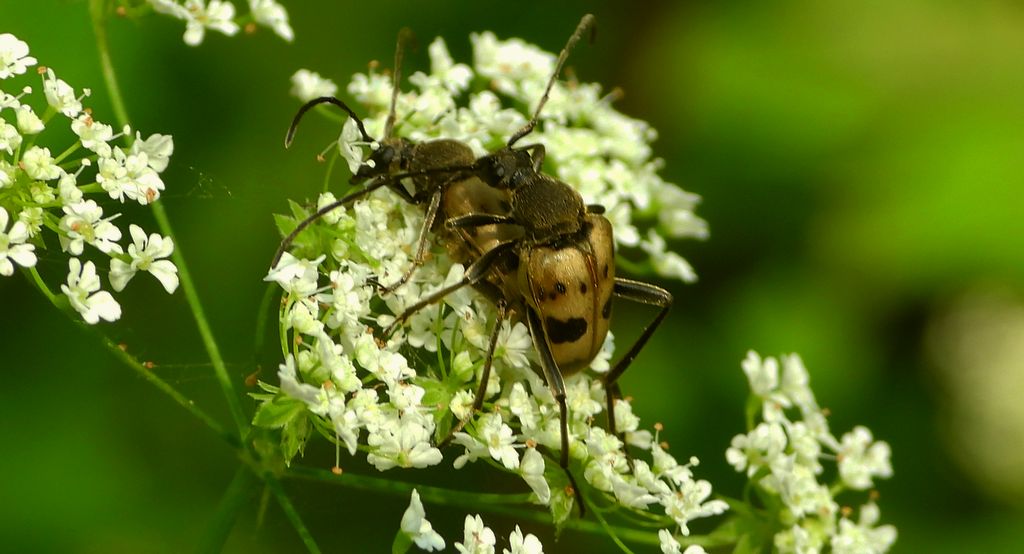 Krępień górski (Judolia cerambyciformis)