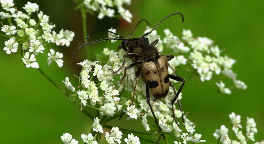 Krępień górski (Judolia cerambyciformis)