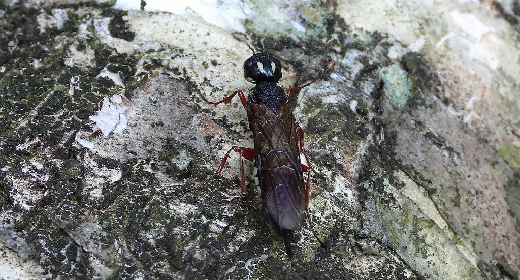 Bucz olszynowiec (Xiphydria camelus)