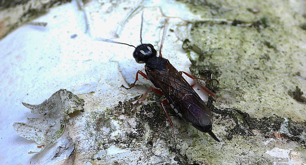 Bucz olszynowiec (Xiphydria camelus)