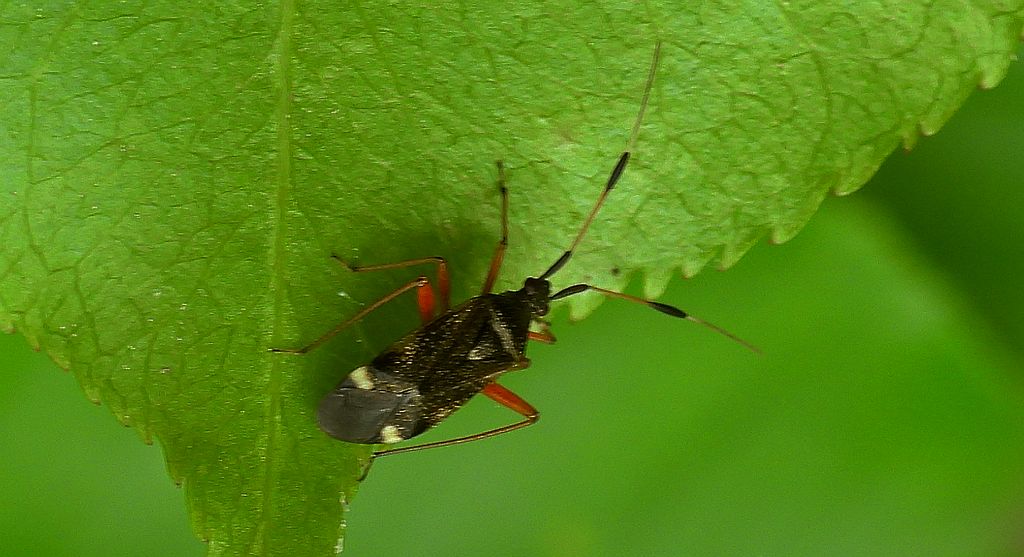 Ładzik byliniak (Closterotomus biclavatus)