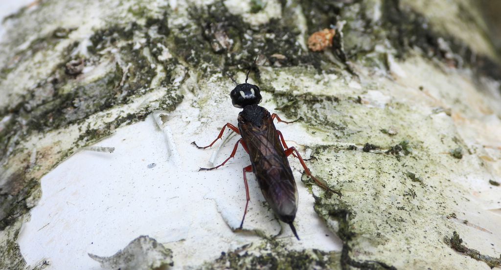 Bucz olszynowiec (Xiphydria camelus)