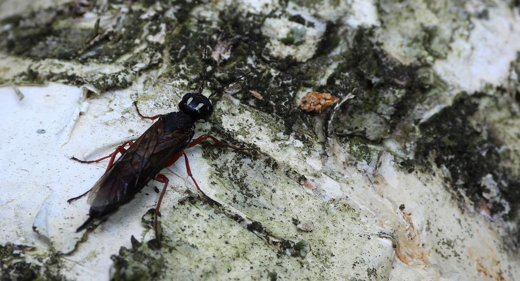 Bucz olszynowiec (Xiphydria camelus)
