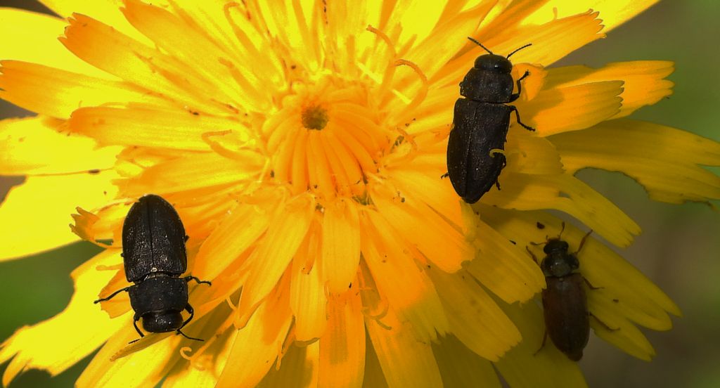 Kwietniczek czterokropkowy (Anthaxia quadripunctata)