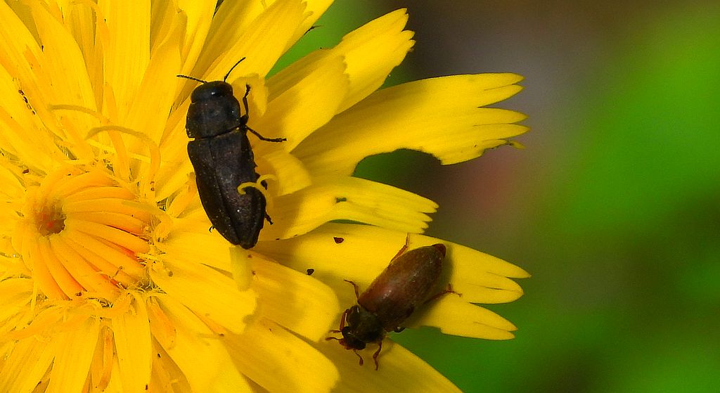 Kwietniczek czterokropkowy (Anthaxia quadripunctata)