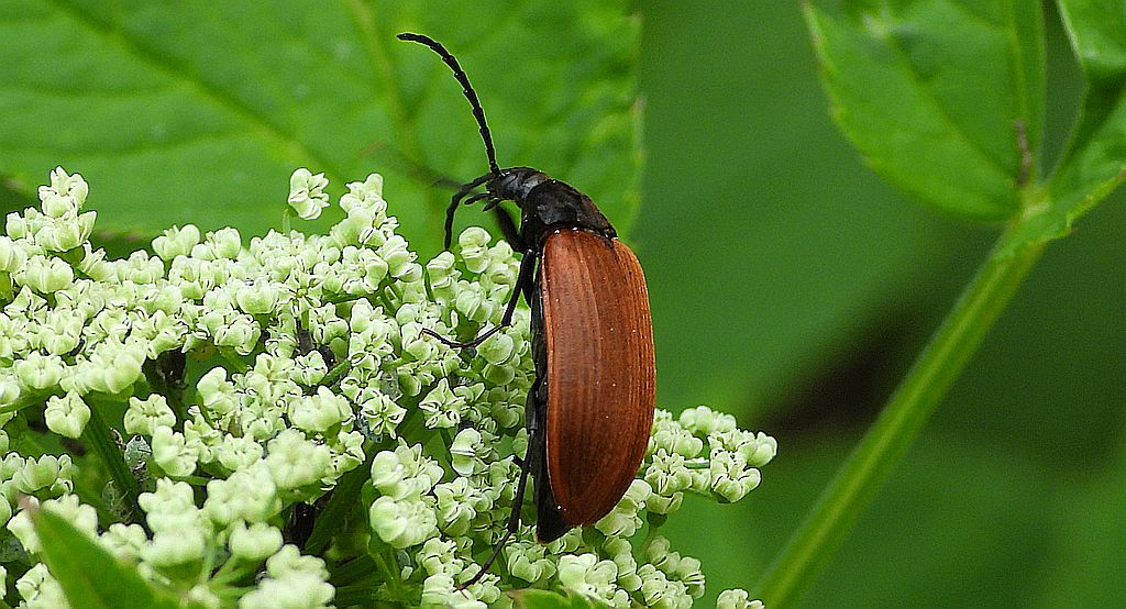 Wyruta karmazynowa (Pseudocistela ceramboides)