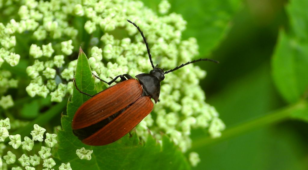 Wyruta karmazynowa (Pseudocistela ceramboides)