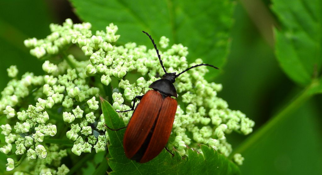 Wyruta karmazynowa (Pseudocistela ceramboides)