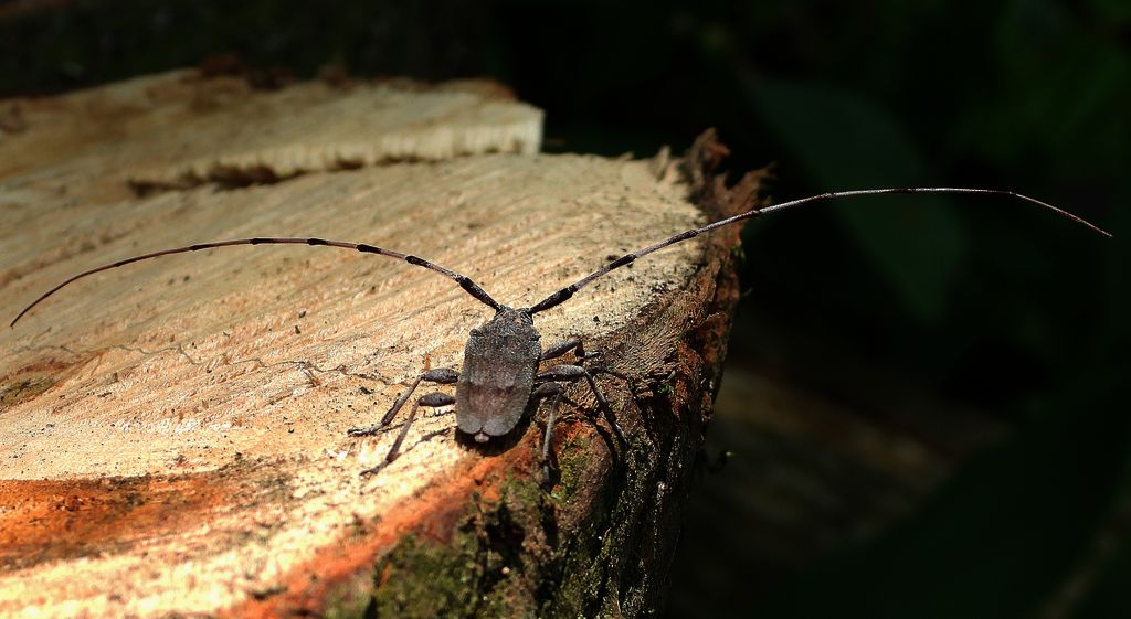 Tycz cieśla (Acanthocinus aedilis)