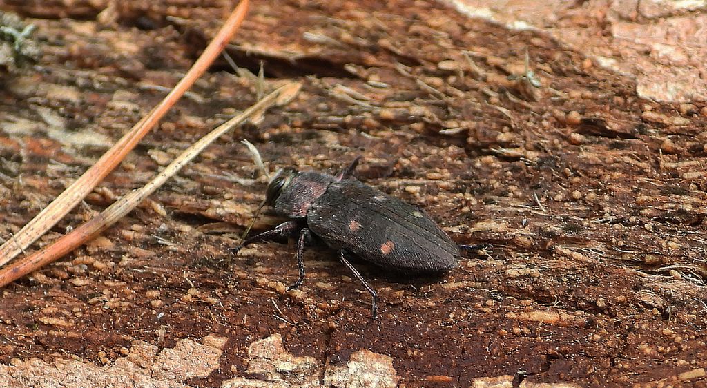Zrąbień dębowiec (Chrysobothris affinis)