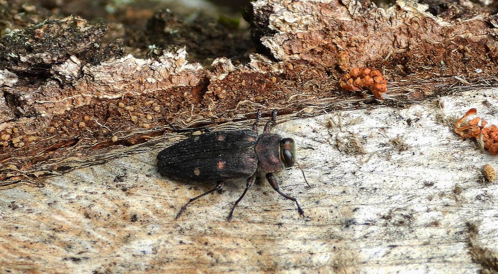 Zrąbień dębowiec (Chrysobothris affinis)