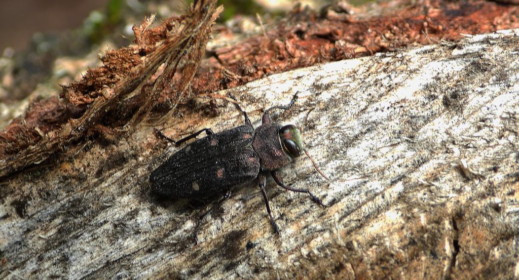 Zrąbień dębowiec (Chrysobothris affinis)
