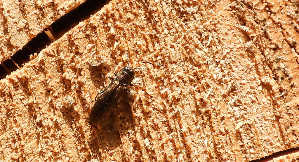 Opiętek wawrzynkowiec (Agrilus integerrimus)