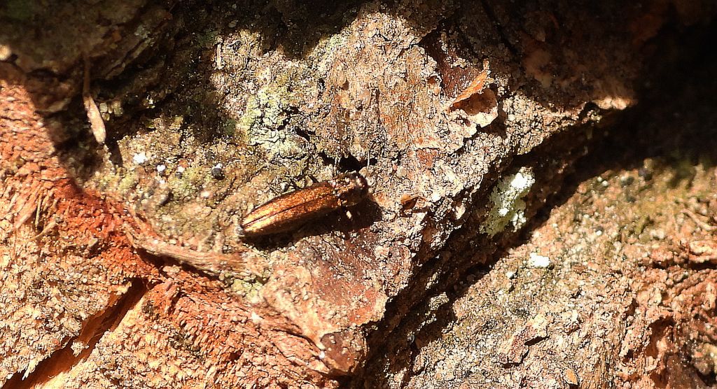 Opiętek wawrzynkowiec (Agrilus integerrimus)