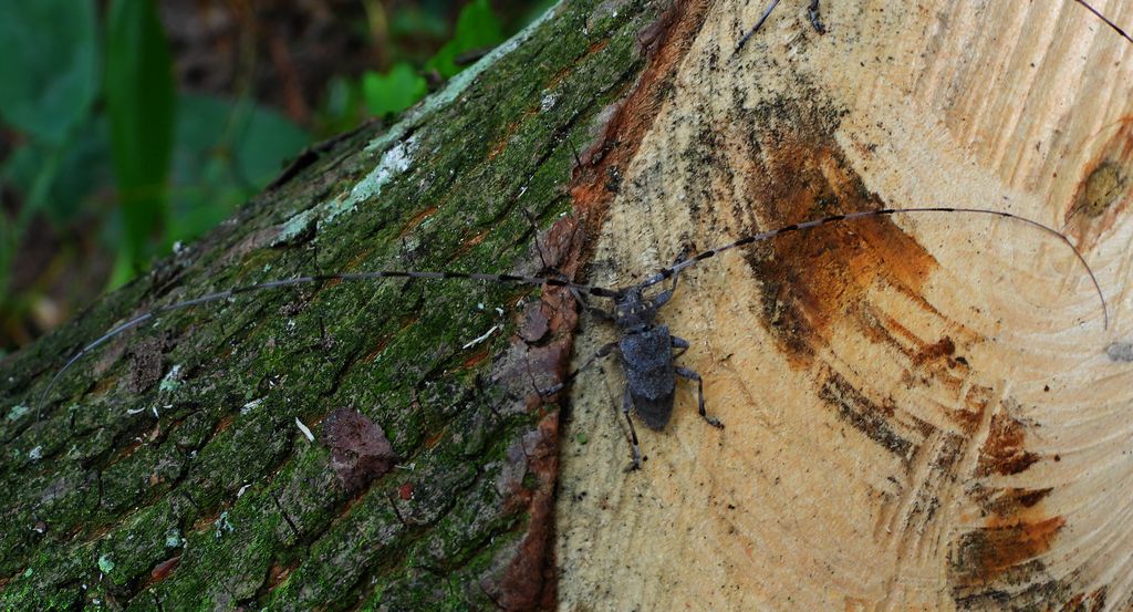 Tycz cieśla (Acanthocinus aedilis)