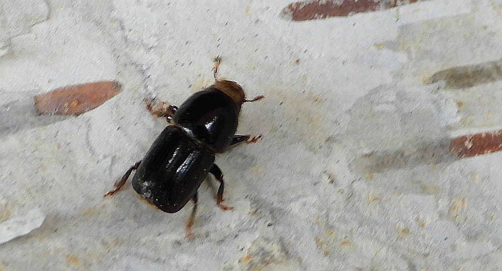 Ogłodek brzozowiec (Scolytus ratzeburgii)