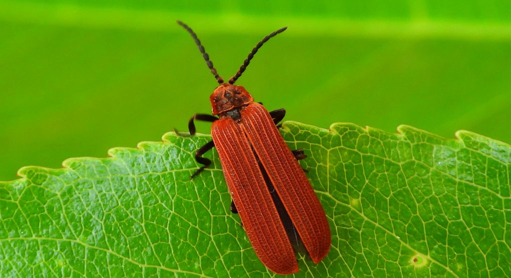 Niedziób czerwony (Dictyoptera aurora)