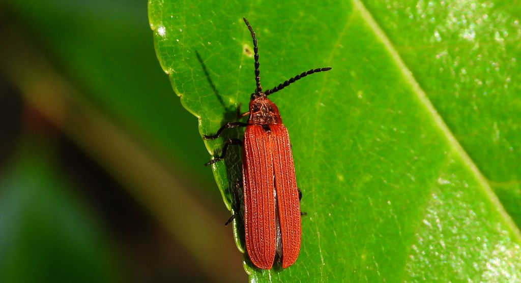 Niedziób czerwony (Dictyoptera aurora)