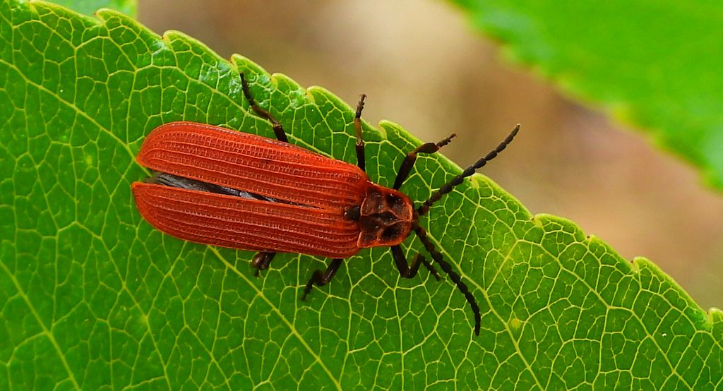 Niedziób czerwony (Dictyoptera aurora)