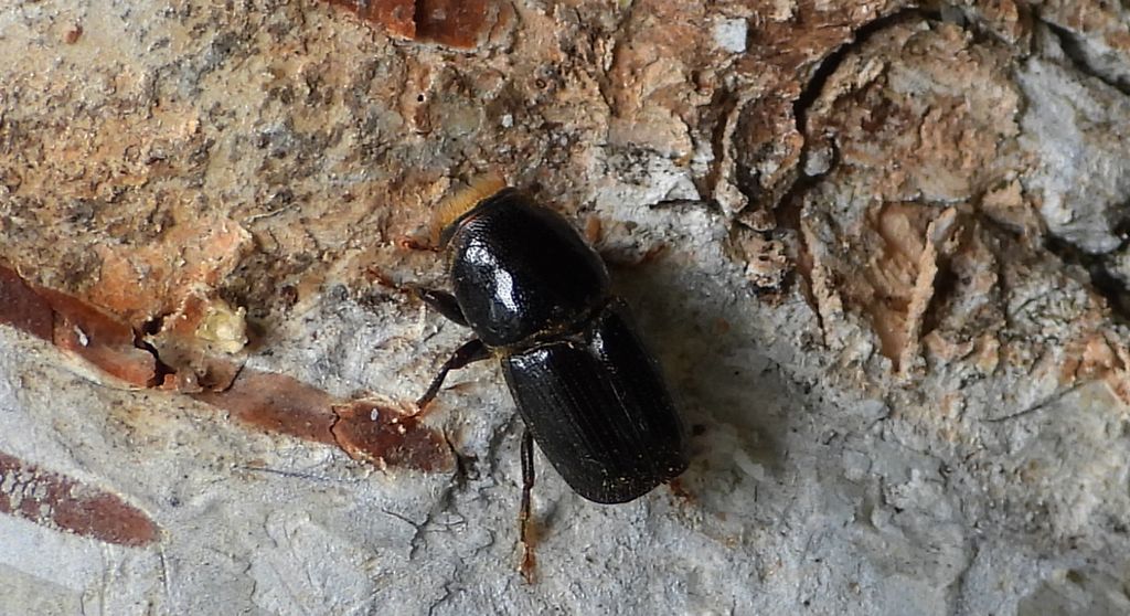 Ogłodek brzozowiec (Scolytus ratzeburgii)